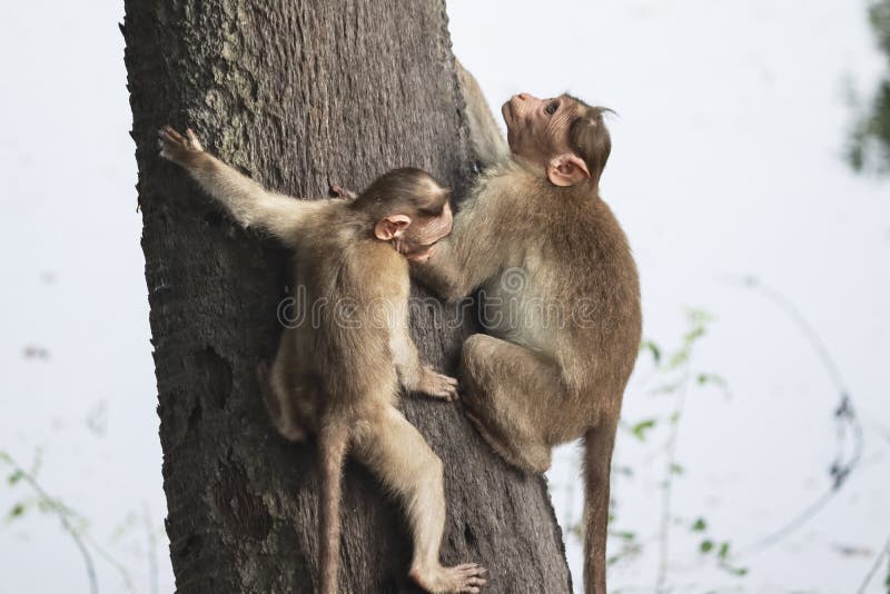 Shameful monkey stock image. Image of cleaning, africa - 87532525