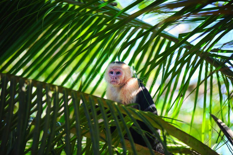 Fotos Macaco Engracado, 68.000+ fotos de arquivo grátis de alta qualidade