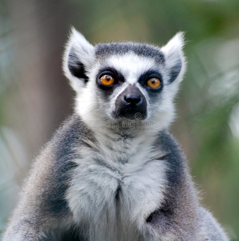 macaco branco e preto em close-up fotografia - puzzle online