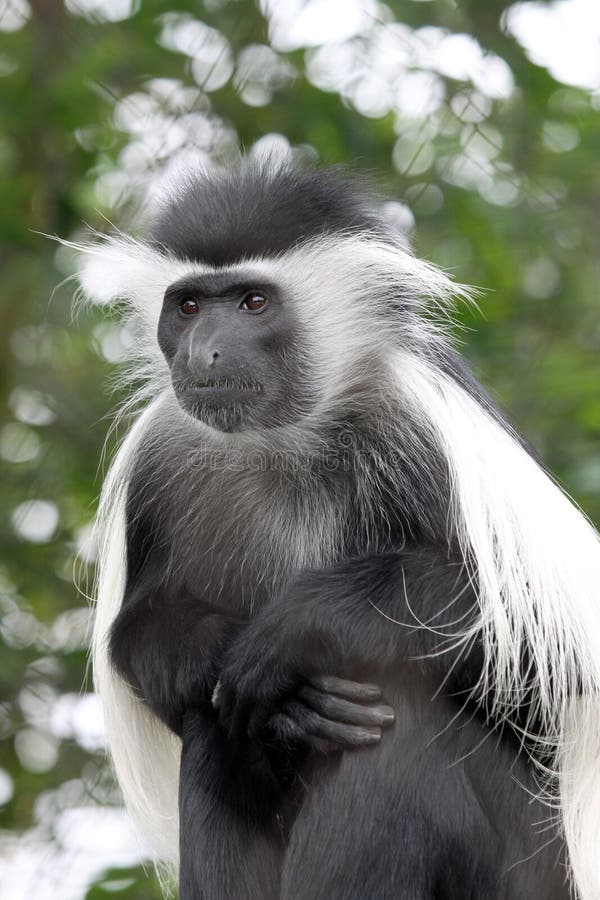 Macaco Branco E Preto Em Fundo Preto · Foto profissional gratuita