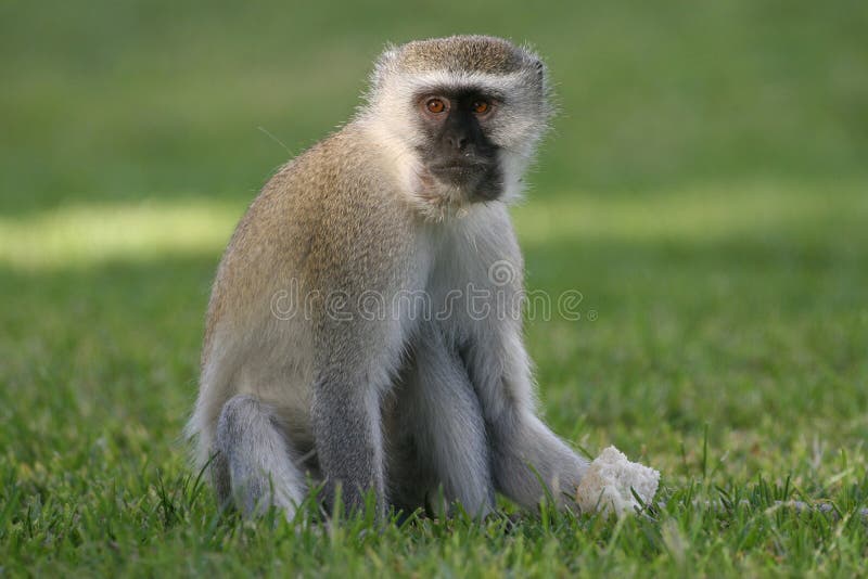 Macaco Bebé 2 fotos de stock royalty free