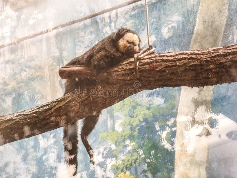 Macacos Bonitos, Macaco Engraçado Foto de Stock - Imagem de feio, cena:  73538030