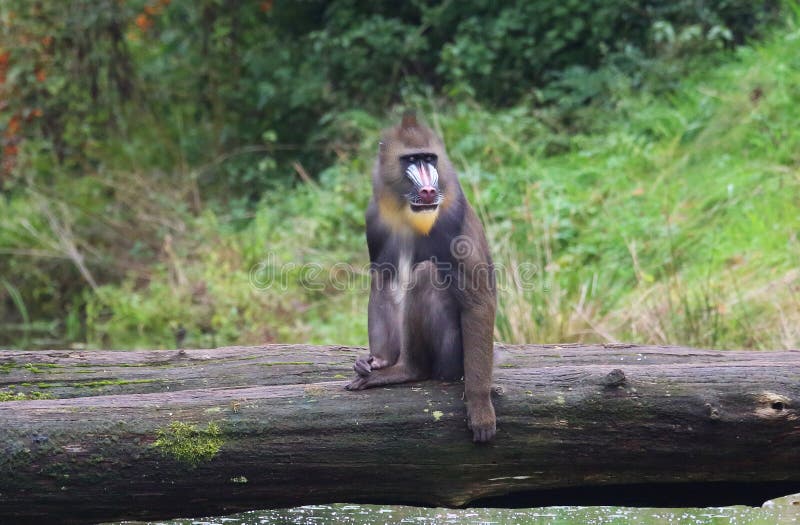 Macacos engraçados imagem de stock. Imagem de comer, quente - 66052971