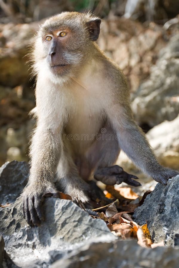 59.600+ Macaco Engraçado fotos de stock, imagens e fotos royalty