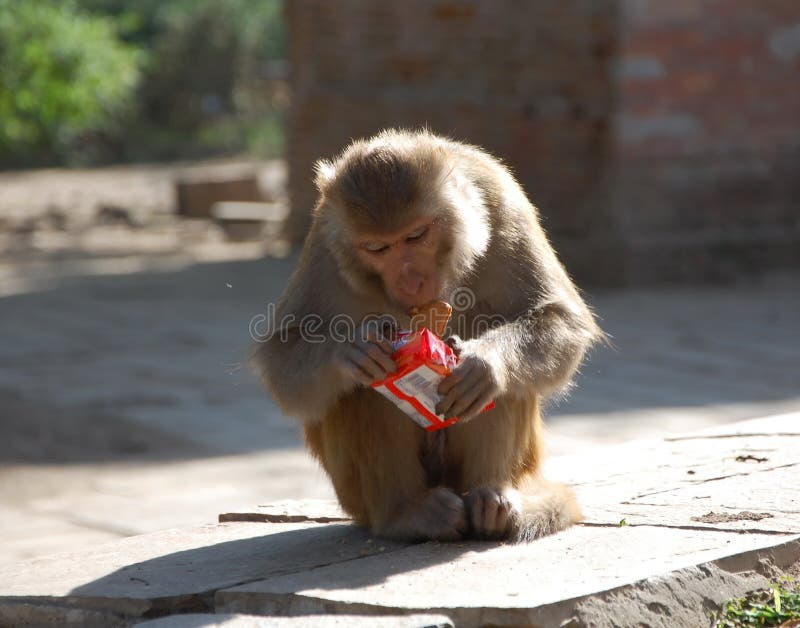 Macaco imagem de stock royalty free Macaco imagem de stock royalty free