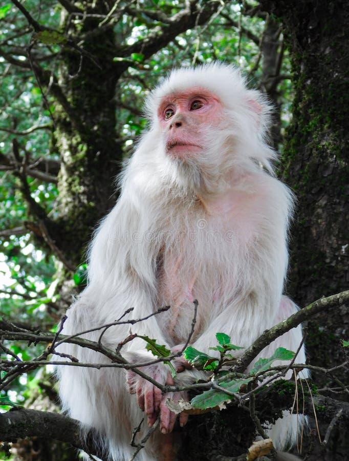 Macaco Albino 