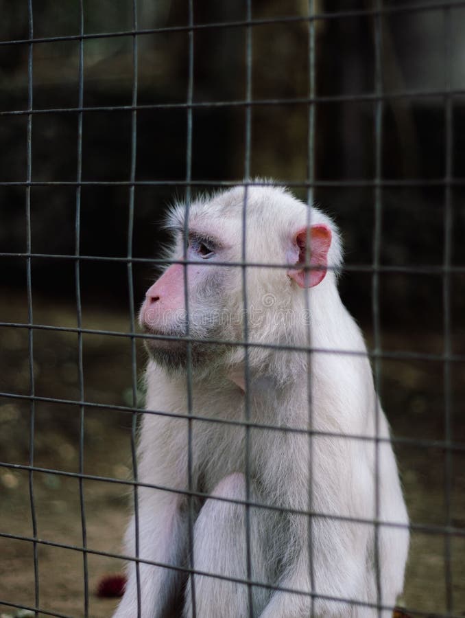 Foto de Macaco Brincalhão Albino e mais fotos de stock de Albino - Albino,  Macaco, Animal - iStock