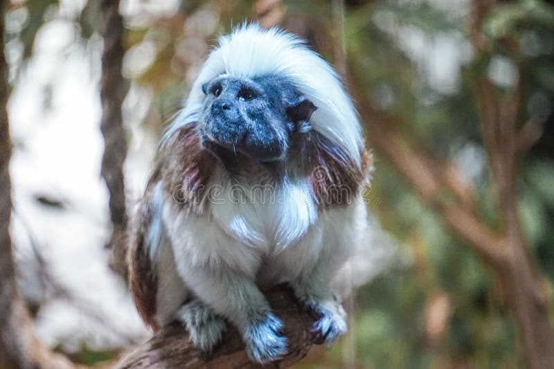 Foto de Macaco Branco e mais fotos de stock de Agachando-se - Agachando-se,  Branco, Contemplação - iStock