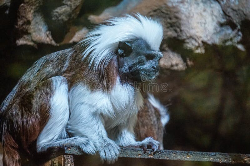 19,594 Fotos de Stock de Macaco Branco Da Cara - Fotos de Stock Gratuitas e  Sem Fidelização a partir da Dreamstime