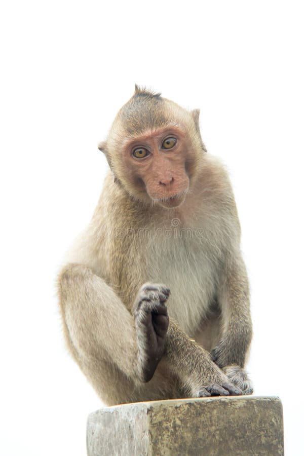 Fundo Macaco Branco Comendo Um Pedaço De Pão Fundo, Uma Criança Macaco  Mostrando A Língua, Foto Fotografia Hd, Cabeça Imagem de plano de fundo  para download gratuito