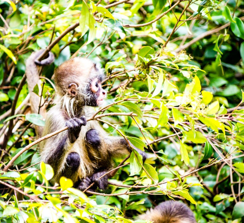 Macaco-aranha fofo em um zoológico