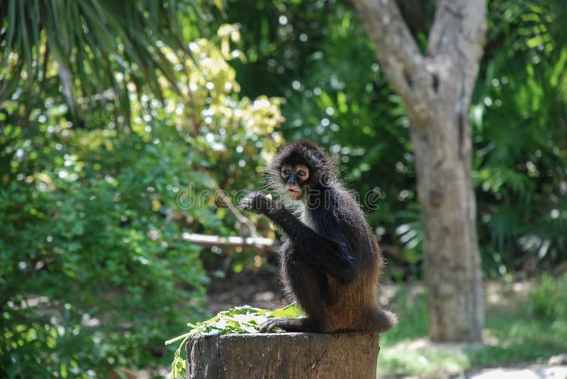 Macaco-aranha (Ateles belzebuth) - Ambientebrasil - Ambientes