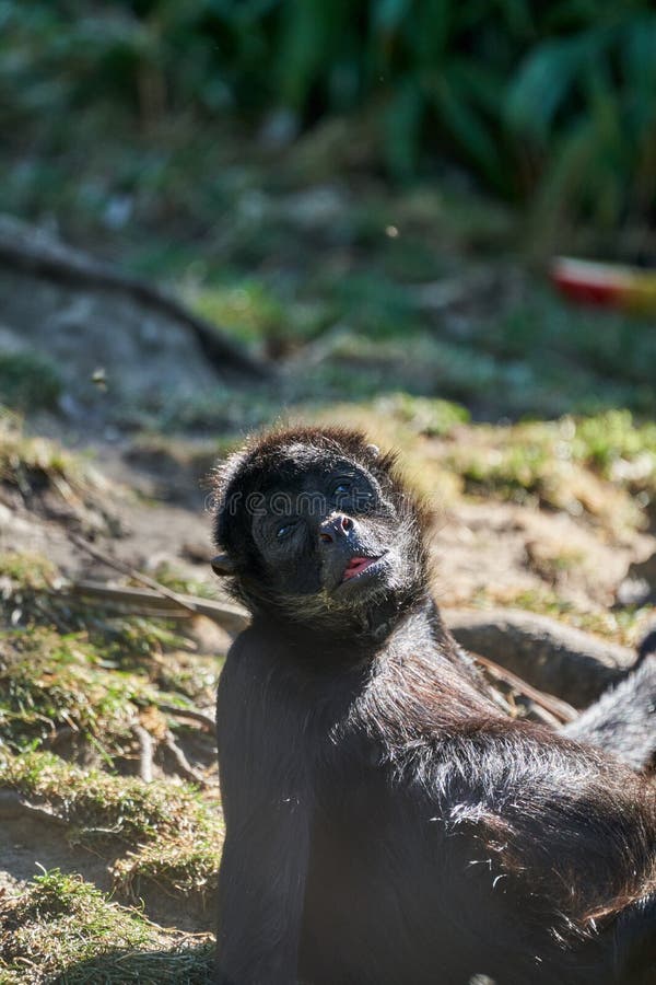 File:Macaco Aranha Preto (Ateles Piniscus).JPG - Wikimedia Commons