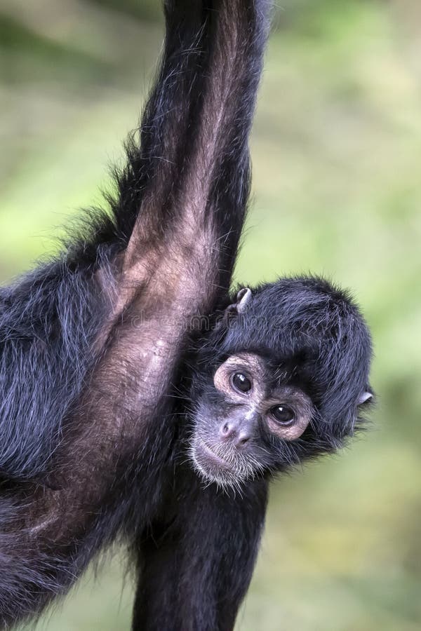 Imagens da vida animal: Macaco-aranha-da-Colômbia (Ateles fusciceps  robustus)