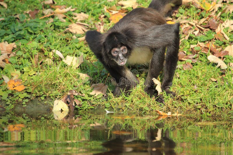 Foto de Preto Macacoaranha e mais fotos de stock de Macaco-aranha