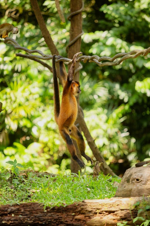 Macaco Aranha Geoffroys, Ateles Geoffroyi, Também Conhecido Como