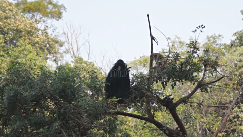 G1 - Macaco-aranha-de-cara-vermelha - notícias em Fauna