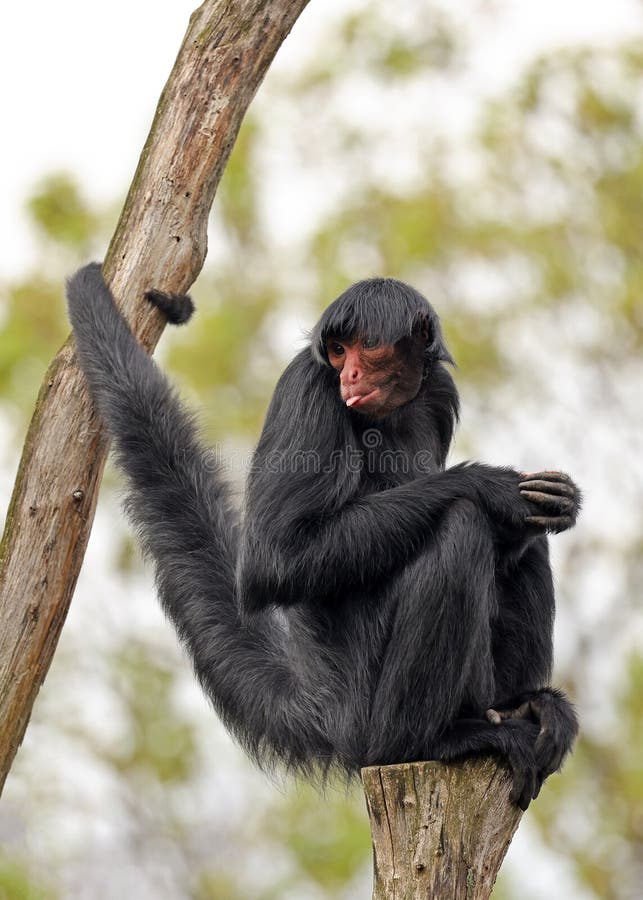 File:Macaco Aranha Preto (Ateles Piniscus).JPG - Wikimedia Commons