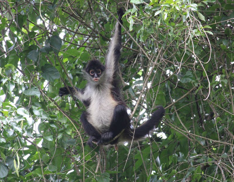 macaco aranha Stock Photo