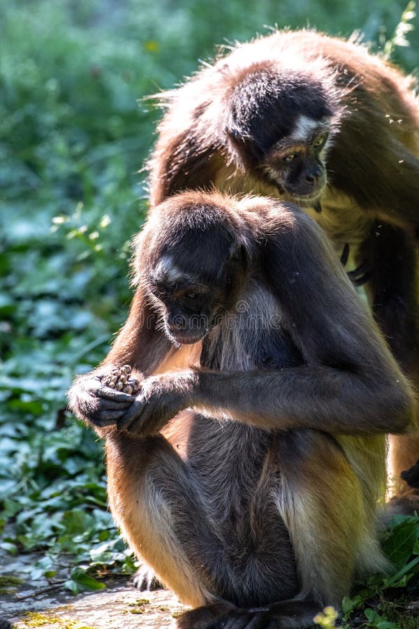 Colombian spider monkey (Macaco aranha da Colômbia)