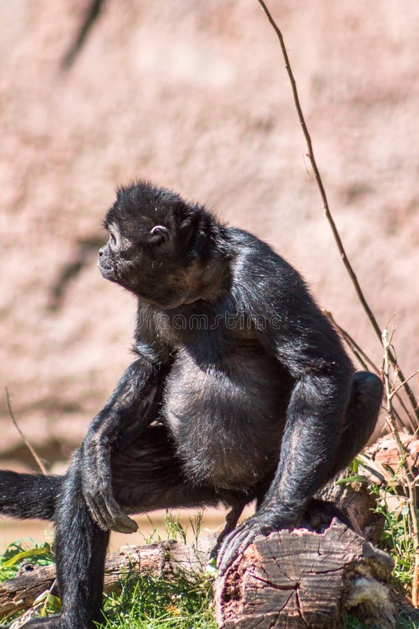 Macacos Com Bola Vermelha Em Fundo Branco Jogar Jogos Prata Foto E