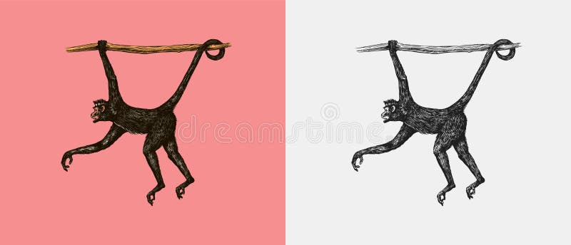 Macaco-aranha na frente ilustração do vetor. Ilustração de