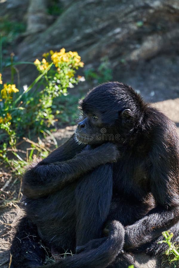 Foto De Stock Macaco-Aranha Preto, Royalty-Free