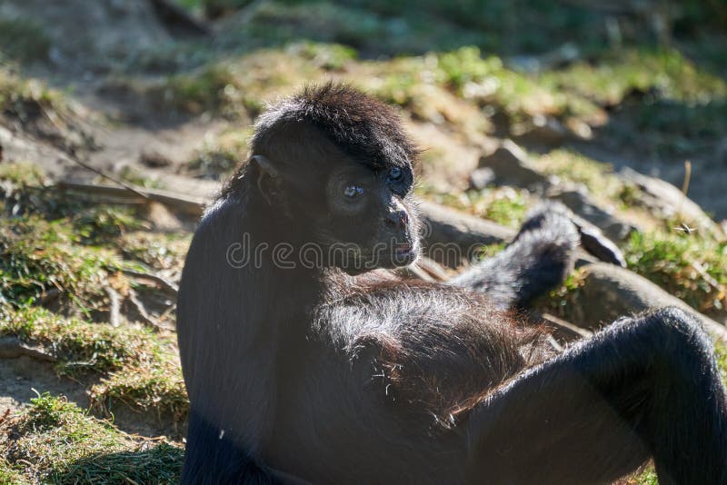 Foto De Stock Macaco-Aranha Preto, Royalty-Free