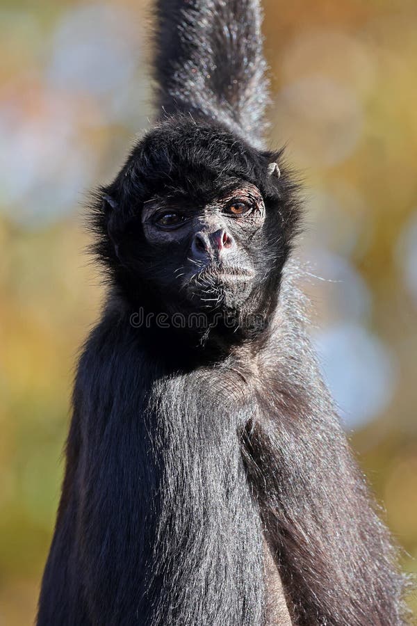 Foto De Stock Macaco-Aranha Preto, Royalty-Free