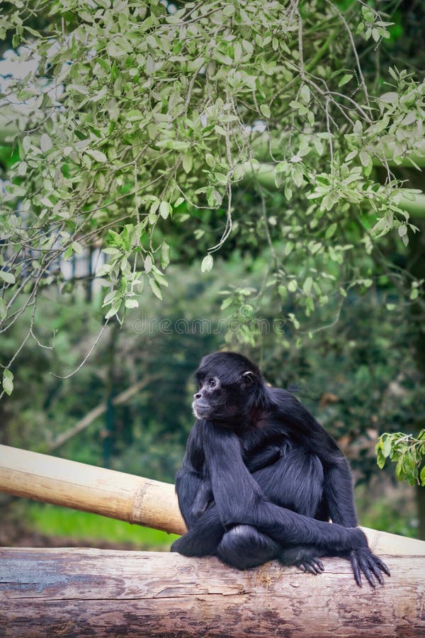 Nasceu uma nova cria de macaco-aranha-da-colômbia no Jardim