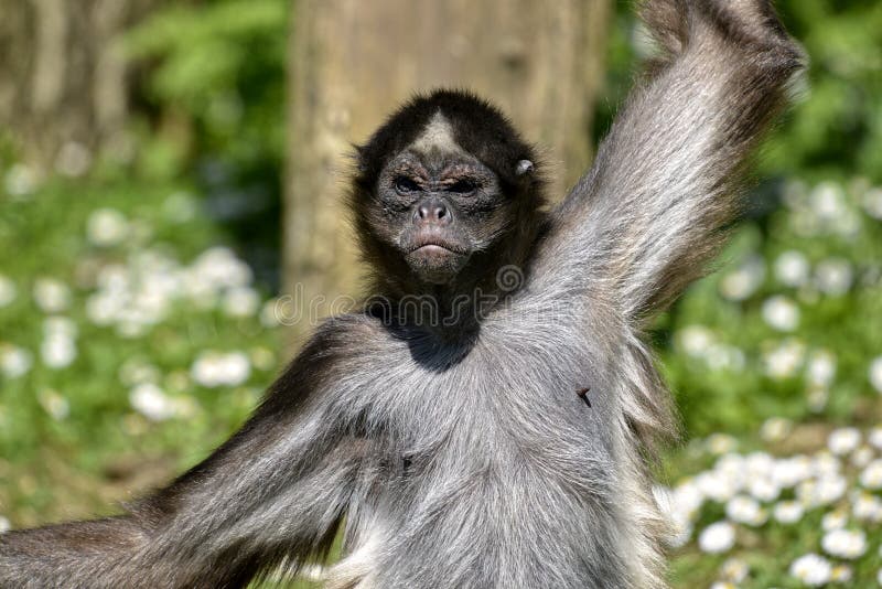 Macaco-aranha variegado imagem de stock. Imagem de rabugento