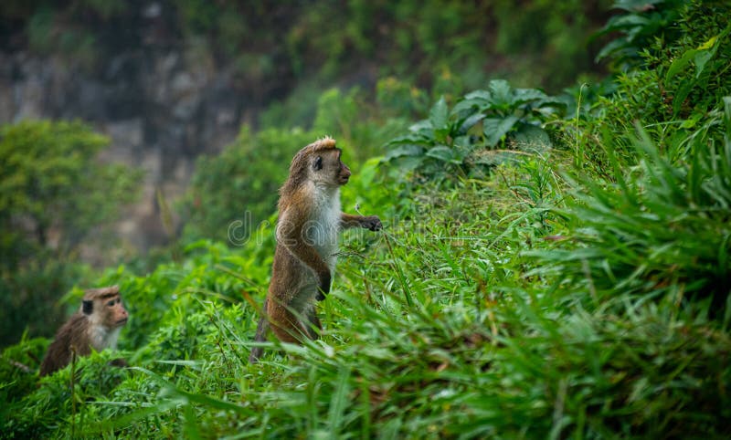 Macacos fofos se juntam para sair na foto em parque no Japão