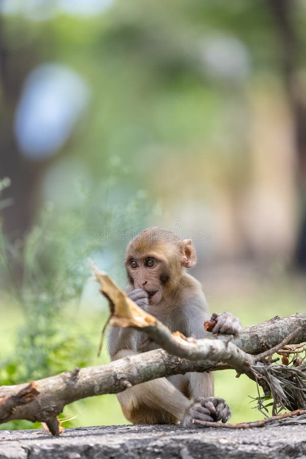 Macaco bebé na floresta fotos de stock royalty free