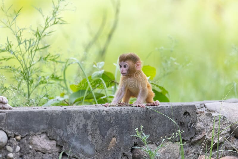 Macaco bebé na floresta imagem de stock royalty free