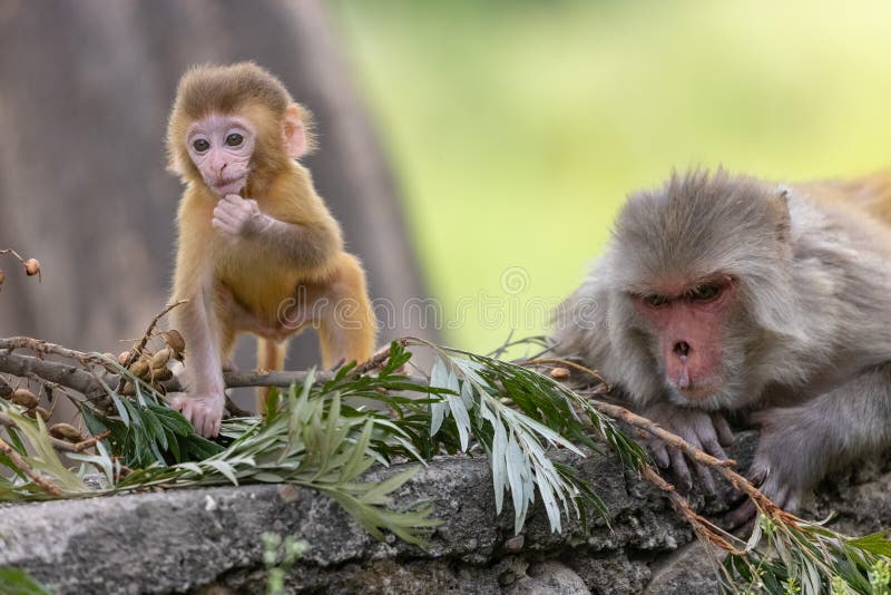Macaco bebé na floresta fotos de stock