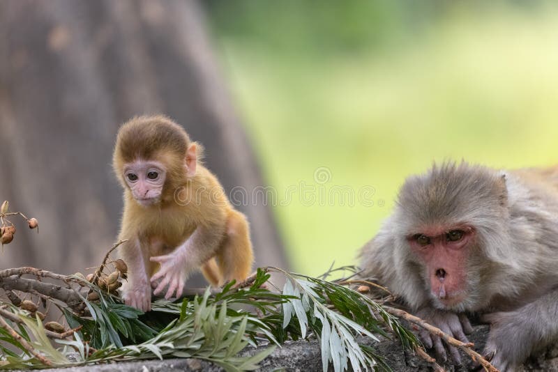 Macaco bebé na floresta fotos de stock royalty free