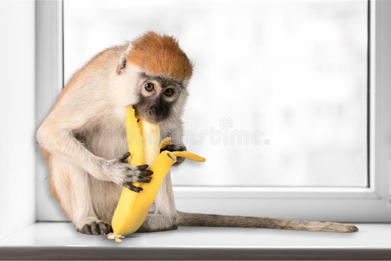 Macaco bonito que come a banana que olha a câmera imagem de stock Macaco bonito que come a banana que olha a câmera imagem de stock