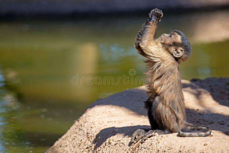 Macaco bonito que mantém as mãos foto de stock royalty free