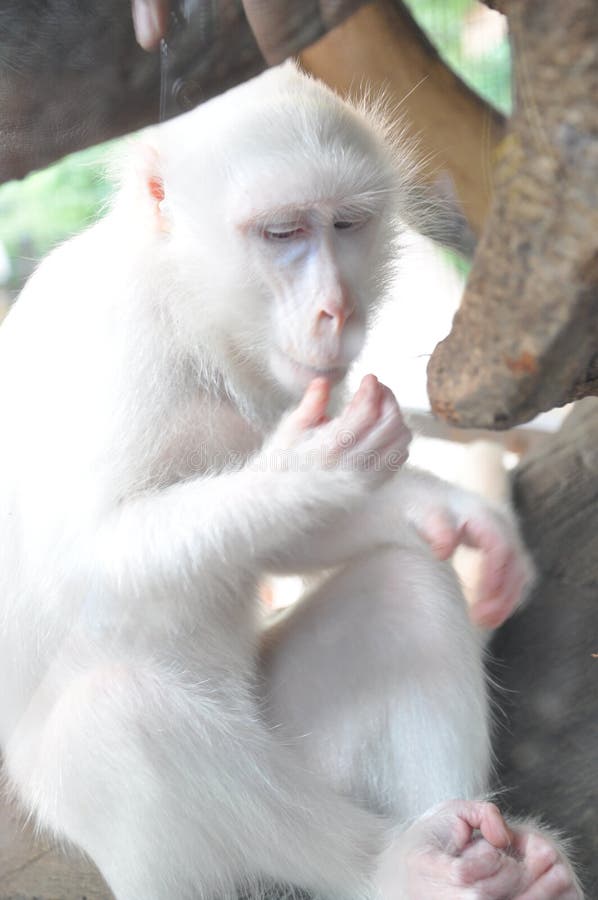Macaco branco albino imagem de stock. Imagem de domesticado - 290616113