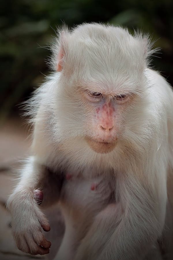 Macaco branco albino imagem de stock. Imagem de marrom - 290616153