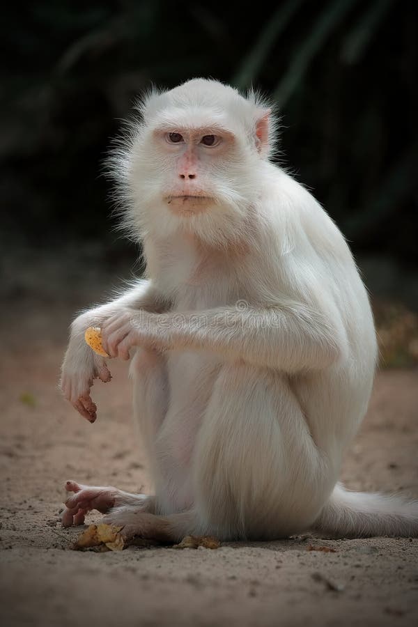 Um Macaco Albino Bobo Em Hong Kong Foto Royalty Free, Gravuras, Imagens e  Banco de fotografias. Image 32377781