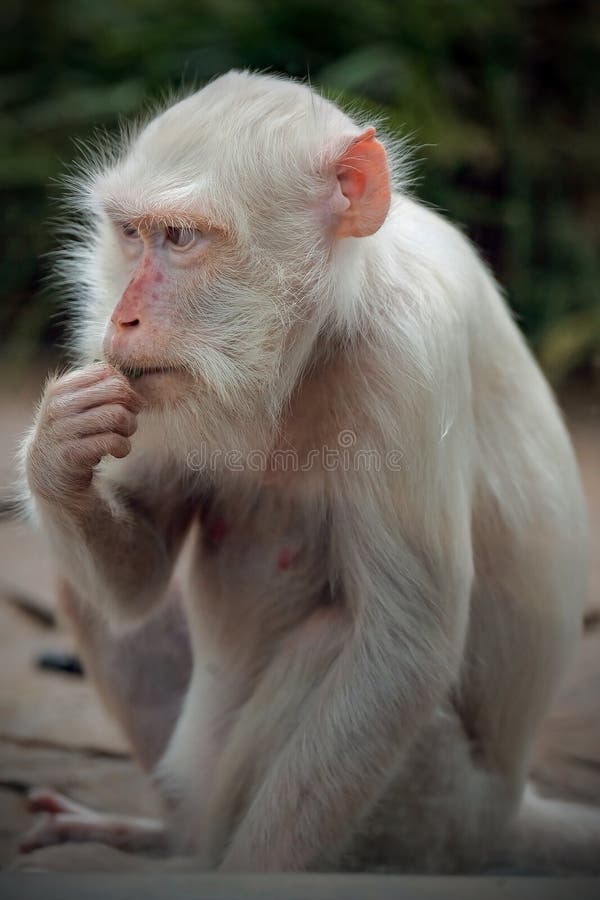 Foto de Macaco Vervet e mais fotos de stock de Albino - Albino, Macaco,  Animais de Safári - iStock