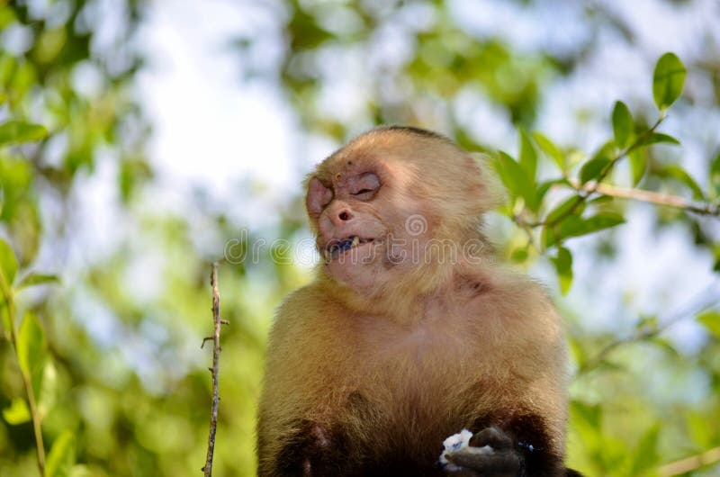 19,594 Fotos de Stock de Macaco Branco Da Cara - Fotos de Stock