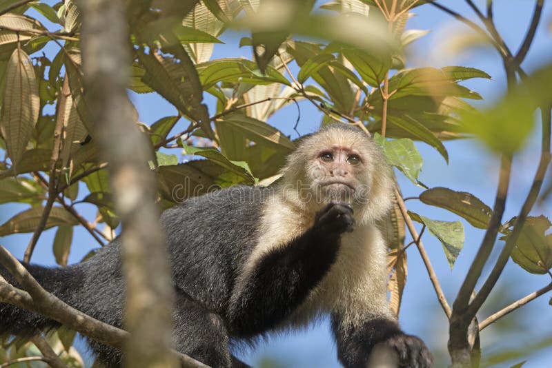 Foto Macaco branco e marrom na fotografia de perto – Imagem de Bronx grátis  no Unsplash