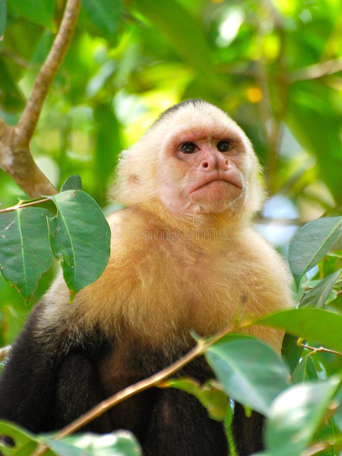 Macaco Branco-enfrentado Do Capuchin Imagem de Stock - Imagem de queimado,  primata: 31492765