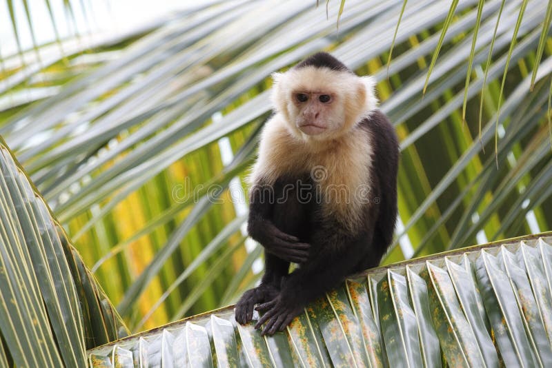 Foto Macaco branco e marrom na fotografia de perto – Imagem de Bronx grátis  no Unsplash