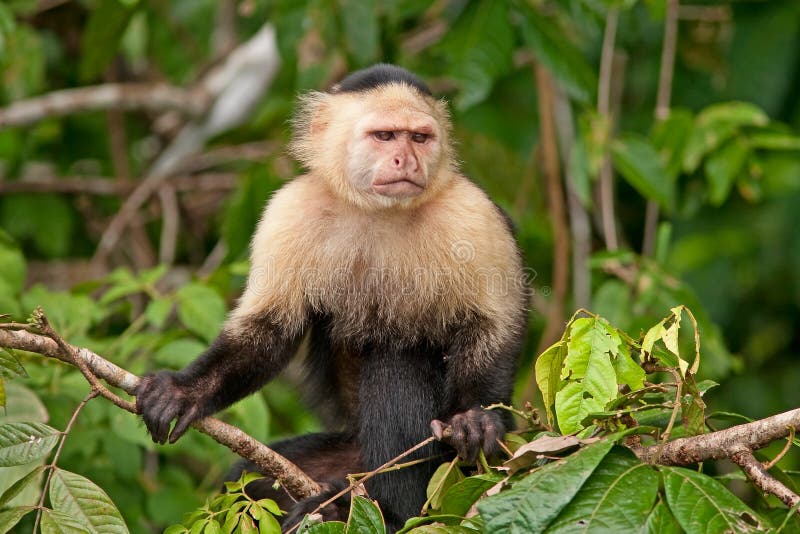 Macaco Branco-enfrentado Do Capuchin Imagem de Stock - Imagem de queimado,  primata: 31492765