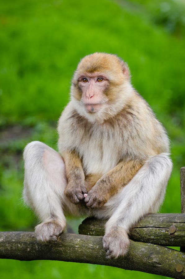 Desenho de cara de macaco  Vectores de Domínio Público