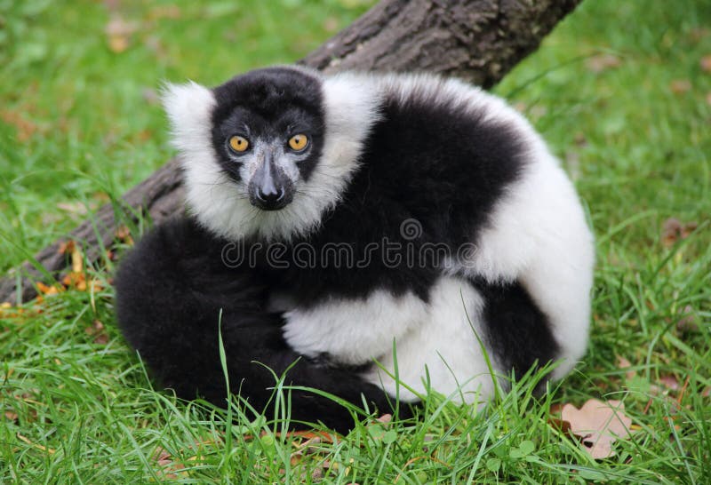 Foto de Macaco Branco e mais fotos de stock de Agachando-se - Agachando-se,  Branco, Contemplação - iStock