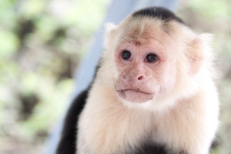 Fotos Macaco Engracado, 68.000+ fotos de arquivo grátis de alta qualidade